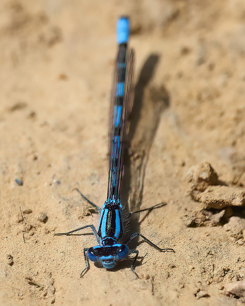 Common blue damselfly